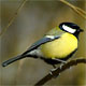 Свято 1 квітня - Міжнародний день птахів