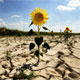 Свято 17 червня - Всесвітній день боротьби з опустелюванням і засухою