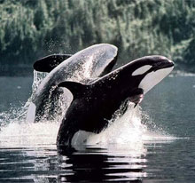 Всесвітній день захисту морських ссавців (День кита)