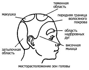 місця розташування зон голови