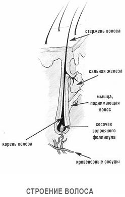 Волосся людини: будова волосся