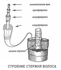 Волосся людини: будова стрижня волоса