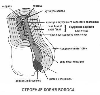 Волосся людини: будова стрижня волоса