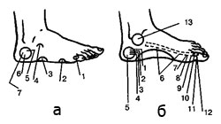 індійський масаж стоп: топографія рефлексогенних зон на стопі людини