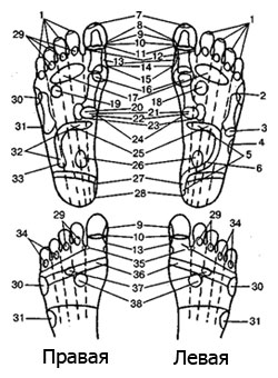 індійський масаж стоп: Топографія рефлексогенних зон на підошві ніг людини