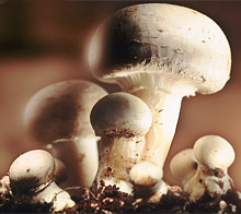 Все про грибах. Харчова цінність грибів. Перша допомога при отруєнні грибами. Як уникнути отруєнь грибами