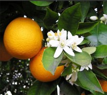 апельсин в домашніх умовах
