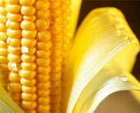 Кукурудза. Корисні і лікувальні властивості кукурудзи. Чим корисна кукурудза