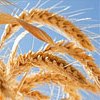 Масло зародків пшениці: властивості і користь. Масло зародків пшениці для обличчя, волосся (маски) і від розтяжок