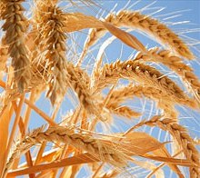 Олія зародків пшениці