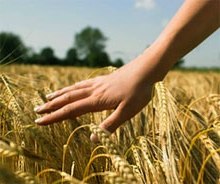 Пшениця: користь і рецепти з пшениці. Використання пшениці
