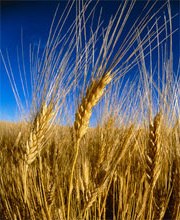Пшениця: користь і рецепти з пшениці. Використання пшениці
