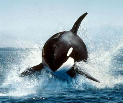 Свято 23 липня - Всесвітній день китів і дельфінів