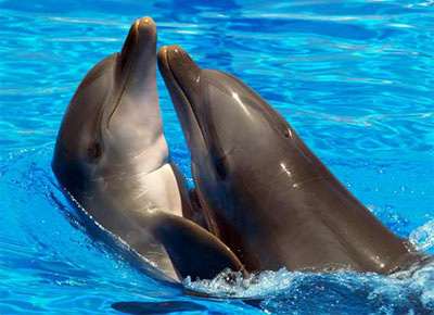 Свято 23 липня - Всесвітній день китів і дельфінів